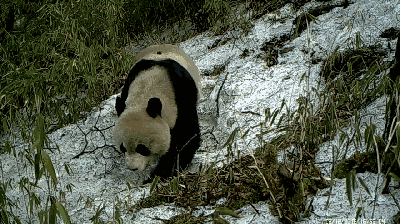 1536742539600642.gif 微信图片_20180912170103.gif